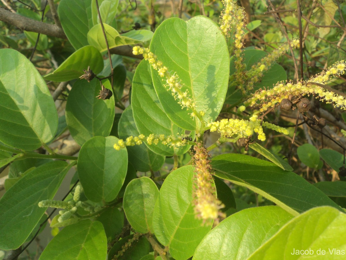 Antidesma ghaesembilla Gaertn.